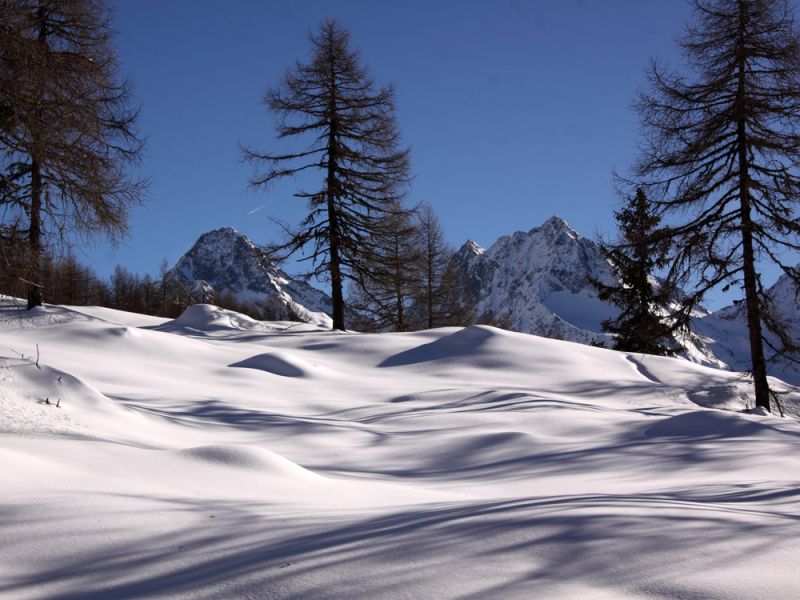 Eine ruhige Winterlandschaft mit schneebedeckten Hügeln, hohen Bäumen und entfernten Berggipfeln vor einem klaren blauen Himmel.