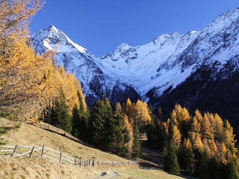 Die schneebedeckten Berge erheben sich über das leuchtende Herbstlaub, umrahmt von einem gewundenen Pfad und einem Holzzaun unter einem strahlend blauen Himmel.